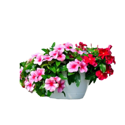 Catharanthus Roseus